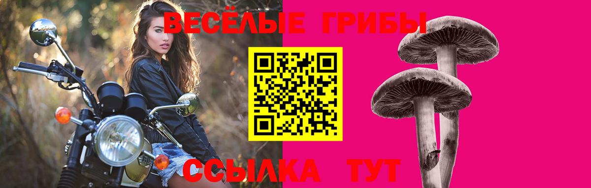 Галлюциногенные грибы Psilocybine cubensis Волжск